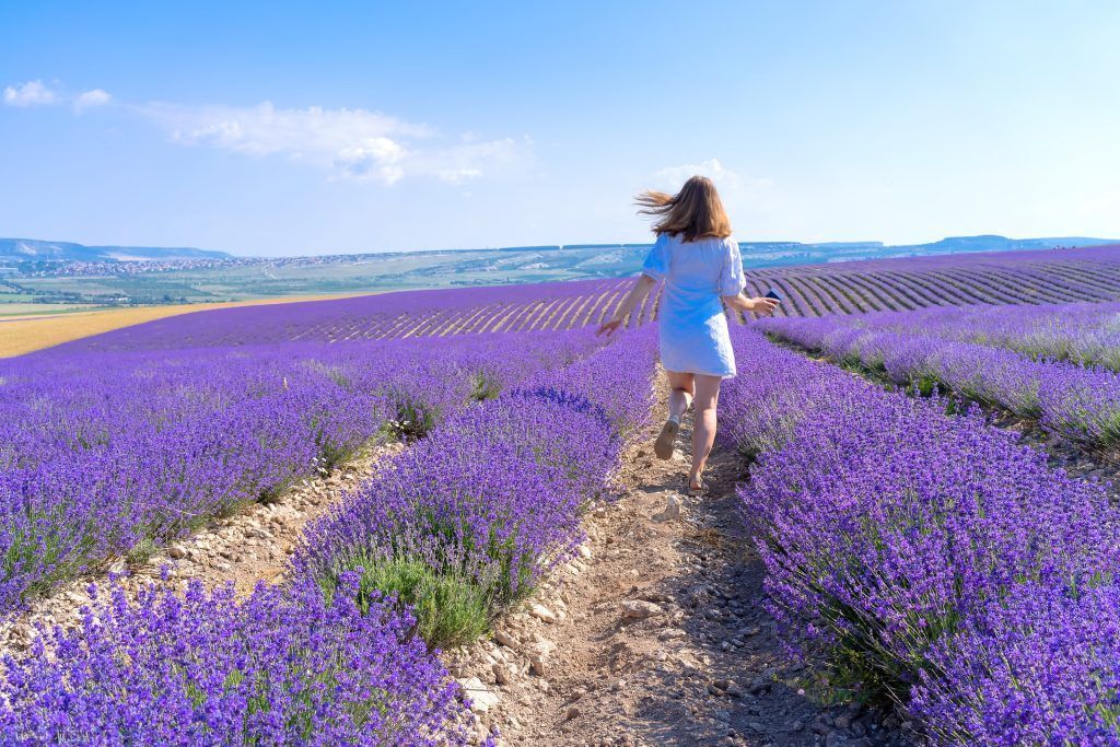 lavanda, Xinkiang