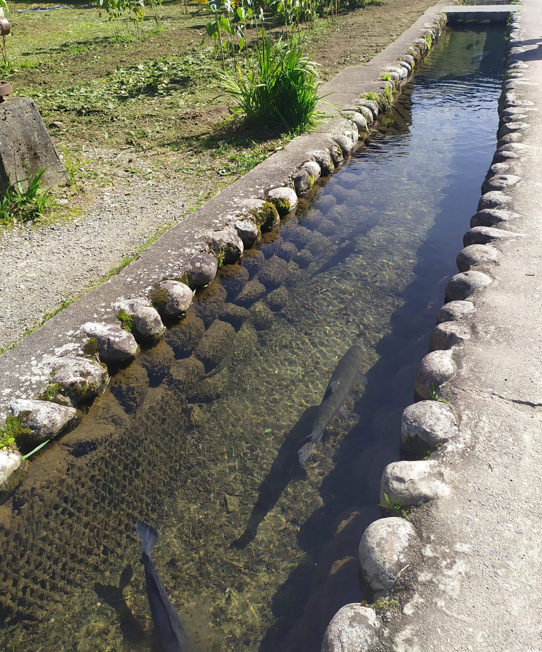 peces coi en las acequias
