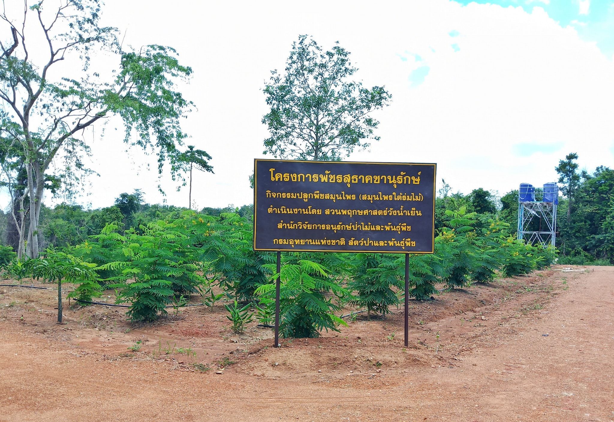 Tailandia elefantes