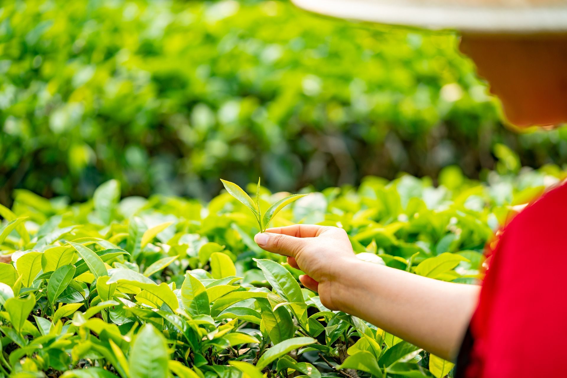té china